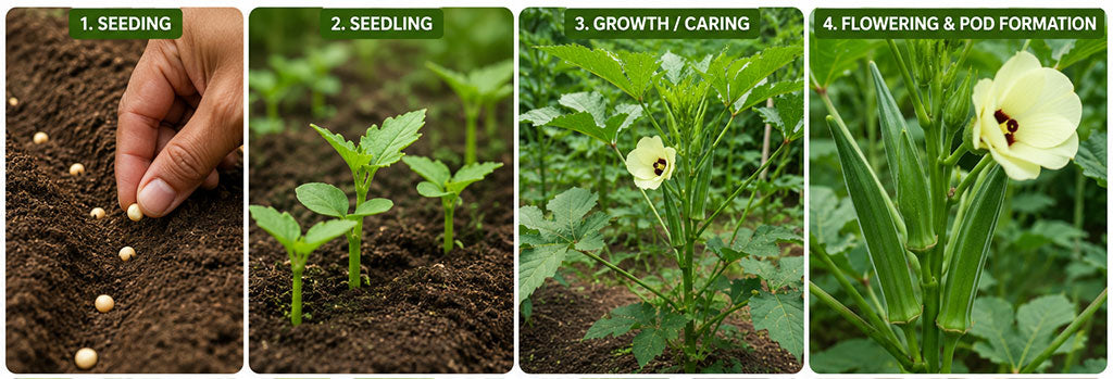 Okra (Ladies Finger) Cultivation in Home Garden During Rainy Season – Buy Seeds Online