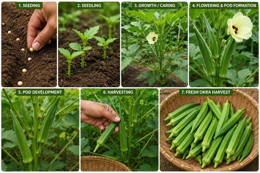 Ladies Finger (Venda) Cultivation is Easy in Rainy Season – Buy Seeds Now