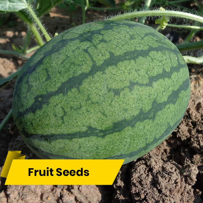 Grow Juicy Watermelons at Home: A Guide to Cultivating Sweet Success