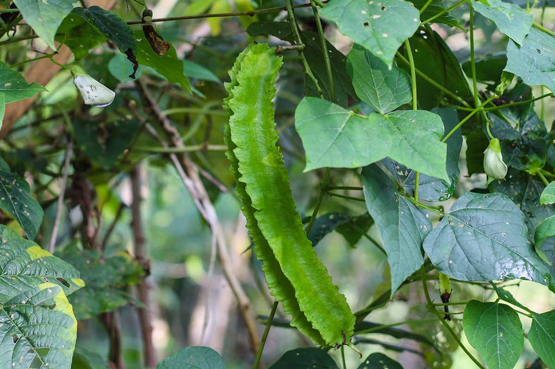 Grow Protein-Rich Chathura Payar at Home | Buy Premium Winged Bean Seeds Online