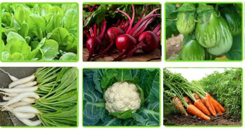 Plant Now, Harvest by Christmas – Buy Quality Vegetable Seeds Online
