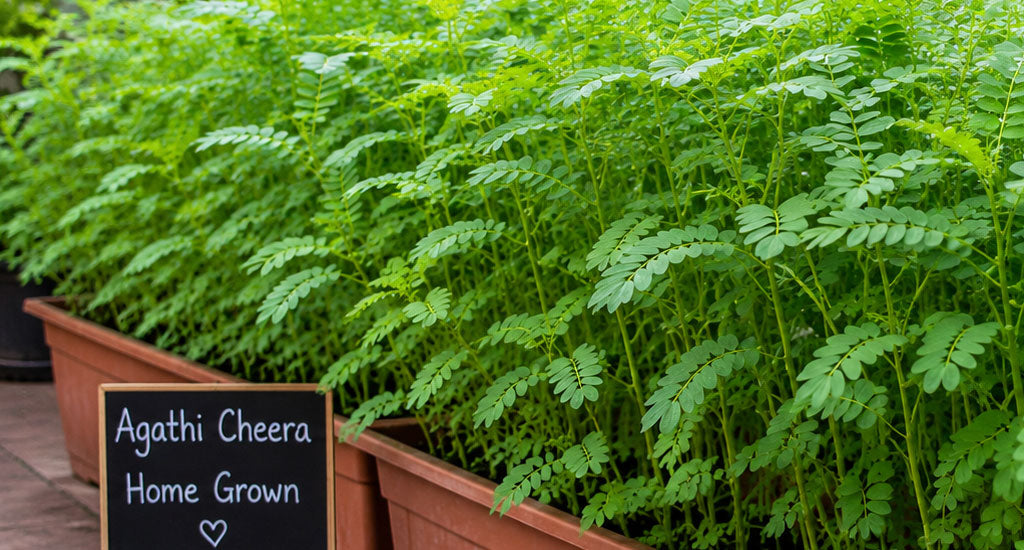 Agathi Cheera Seeds– Authentic Kerala Seeds for Organic Farming: Buy Seeds Online