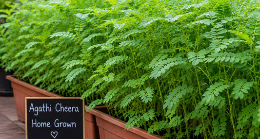 Agathi Cheera Seeds– Authentic Kerala Seeds for Organic Farming: Buy Seeds Online