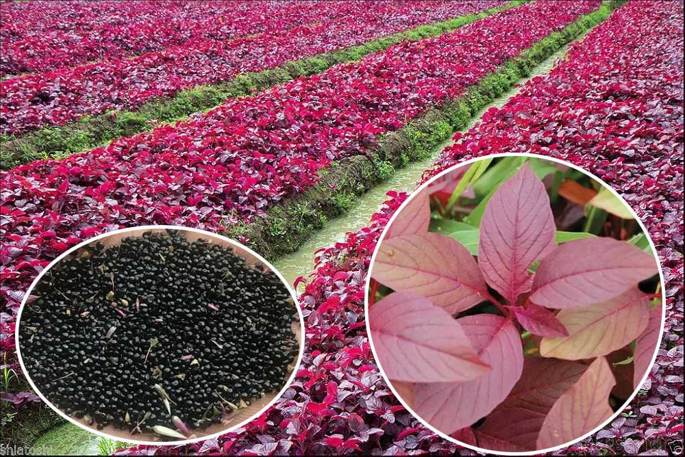 Amaranthus Red – Easy Vegetable to Grow in Summer! Buy Seeds Online