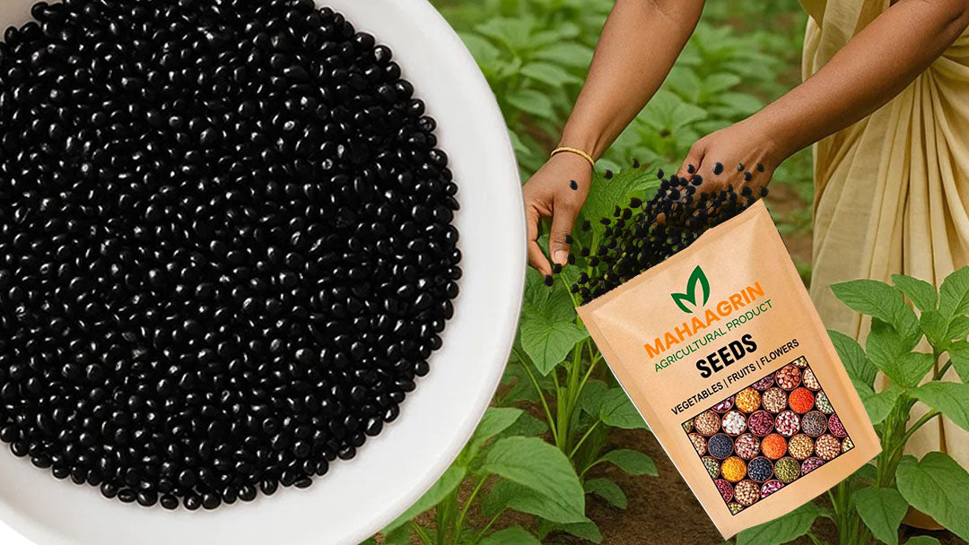 Amaranthus-Cheera (Green) Seeds Online – High-Yield - Buy seeds