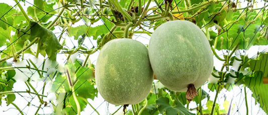 Ash Gourd Seeds (Kumbalam) for All Season Cultivation – High-Yield, Disease-Resistant Vegetable Seeds  Buy Online