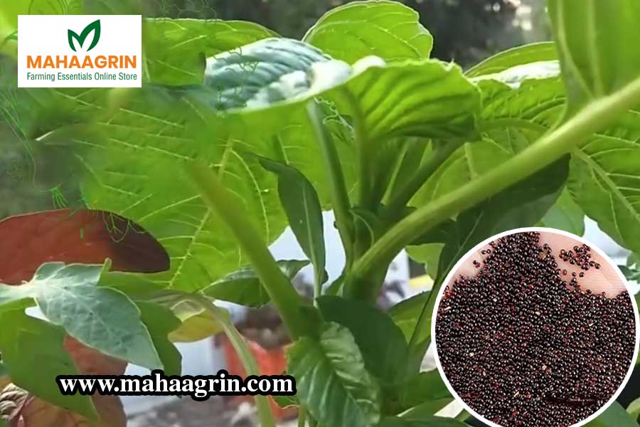 The Right Time to Grow Pacha Cheera: Nutritious &amp; Easy Amaranthus Green for Home Gardens, Buy Seeds Online