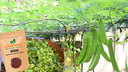 Protein Rich Winged Bean (Chathurapayar) Cultivation in Kitchen Garden – Buy Seeds Online | Premium Quality Winged Bean Seeds
