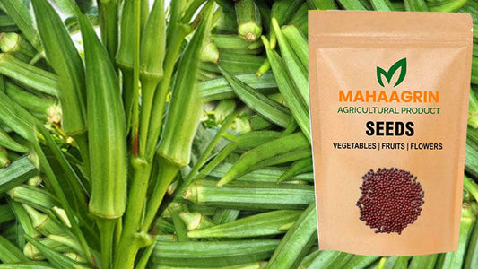 Start Your Monsoon Kitchen Garden – Buy Premium Vegetable Seeds Online