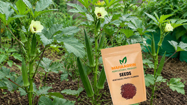Best Okra (Ladies Finger) seeds That Can Be Grown All Year Round ; Buy now