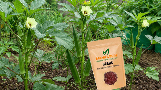Best Okra (Ladies Finger) seeds That Can Be Grown All Year Round ; Buy now
