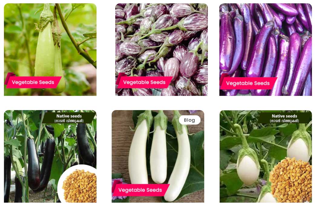 No Extra Care Required’ – Brinjal Farming Made Simple; Buy Seeds Online