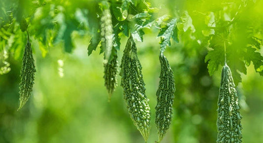 Buy Bitter Gourd Seeds Online – High-Yielding & Disease-Resistant Hybrid Variety