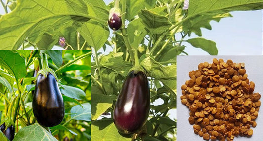 Black Beauty Brinjal – High Yield Seeds for Home Gardening Buy Now