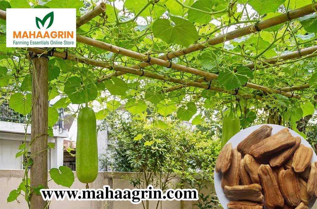 Bottle Gourd Seeds for Backyard Cultivation – Buy Premium Quality Seeds Online