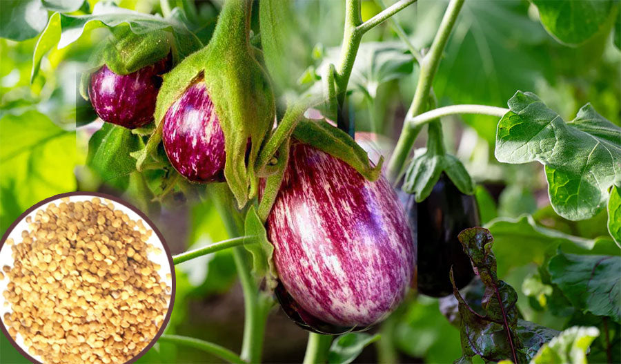 Effortless Cultivation of Brinjal in Kitchen Garden – Buy Premium Kathirikai (Vazhuthana) Seeds
