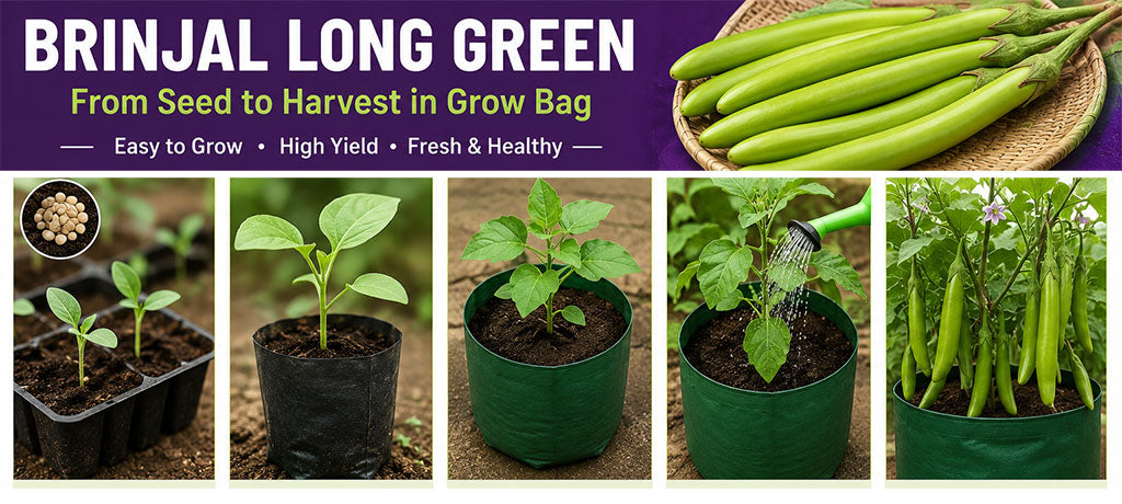 Green Long Brinjal: A High-Yielding Hybrid Eggplant for the Rainy Season – Buy Seeds Online
