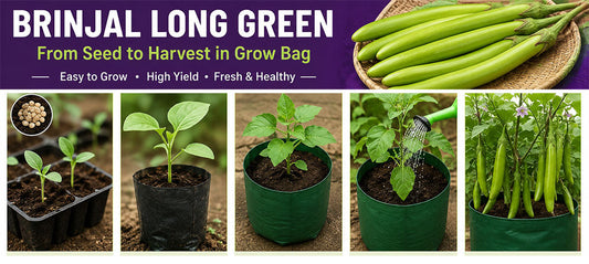 Green Long Brinjal: A High-Yielding Hybrid Eggplant for the Rainy Season – Buy Seeds Online