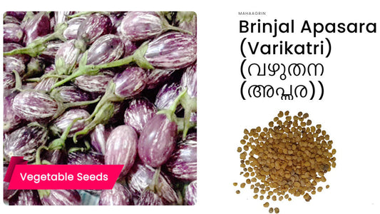 Brinjal – Apsara (Kathirikka) Seeds: Buy Best Quality Hybrid Vegetable Seeds Online in India