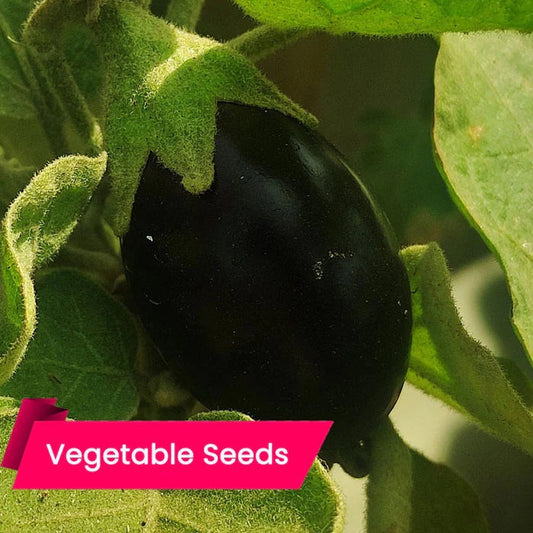 Buy Black Brinjal Seeds Online – High-Yielding and Disease-Resistant Hybrid Brinjal Seeds