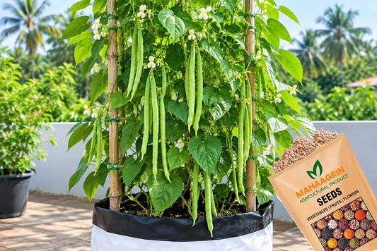 October Gardening Special: Buy Quality Pole Bean Seeds for a Bountiful Winter Harvest, Buy Seeds Online