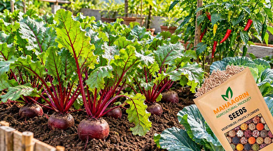 Grow Fresh Beetroot in Any Soil – Easy Gardening in Normal Temperatures; Buy Seeds Online