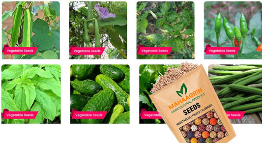 Best 4 Vegetable Seeds to Easily Grow in August | Start Your Kitchen Garden Today – Buy Premium Seeds Online
