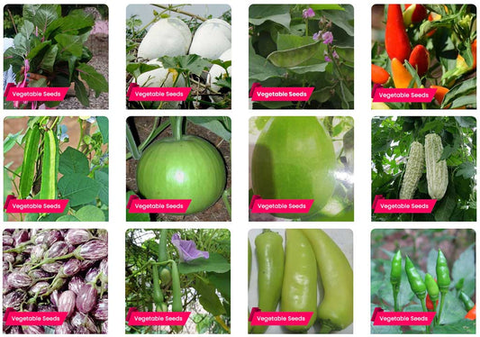 Best 10 Vegetable Seeds You Can Cultivate During April! Buy Seeds Online