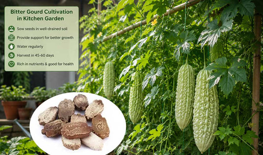 Grow Fresh Bitter Gourd at Home with Premium Quality Seeds