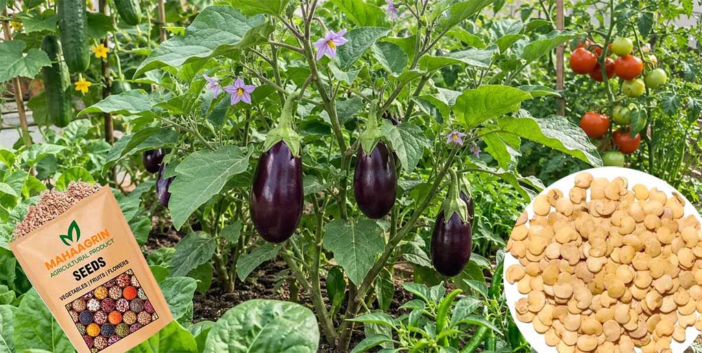 Buy Premium Brinjal Seeds Online – High Germination &amp; Pest-Resistant Varieties for July–August Planting