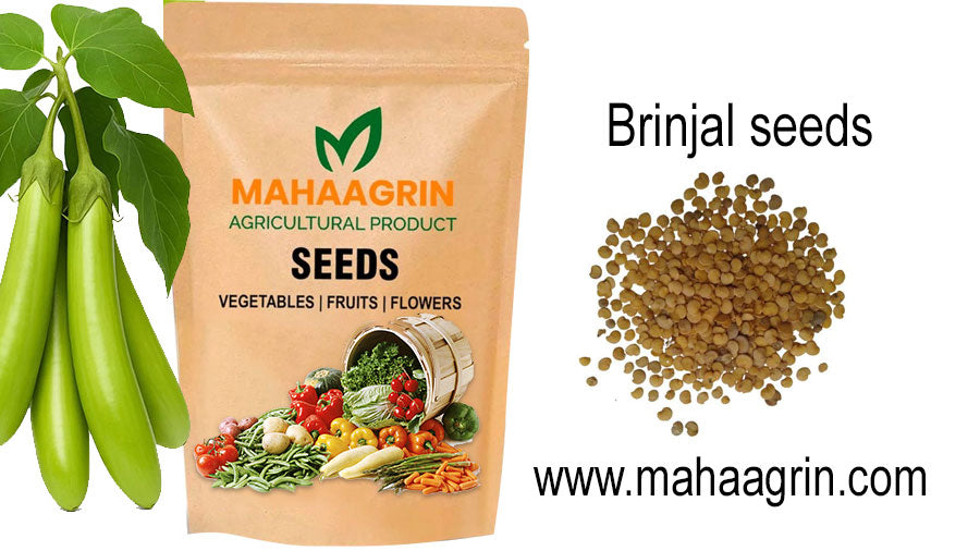 Best Brinjal Seeds Online in India – Explore Hybrid & Native Varieties for Home Gardening