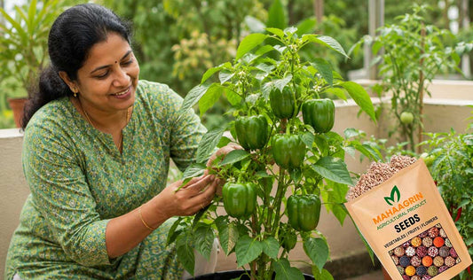 Add Color to Your Kitchen Garden – Buy Premium Capsicum Seeds Online