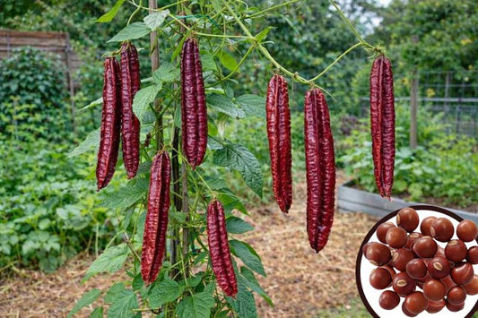 Red Winged Bean Cultivation for Home Gardens – Order Quality Seeds Online