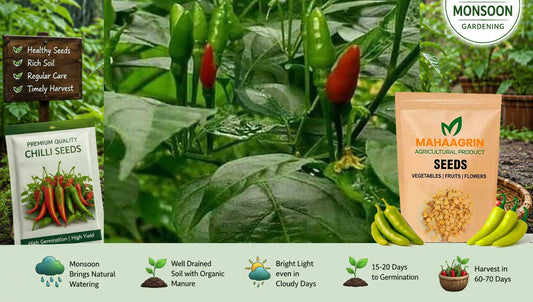 Advantages of Cultivating Chilli in Home Garden During Monsoon – Buy Premium Quality Chilli Seeds Online