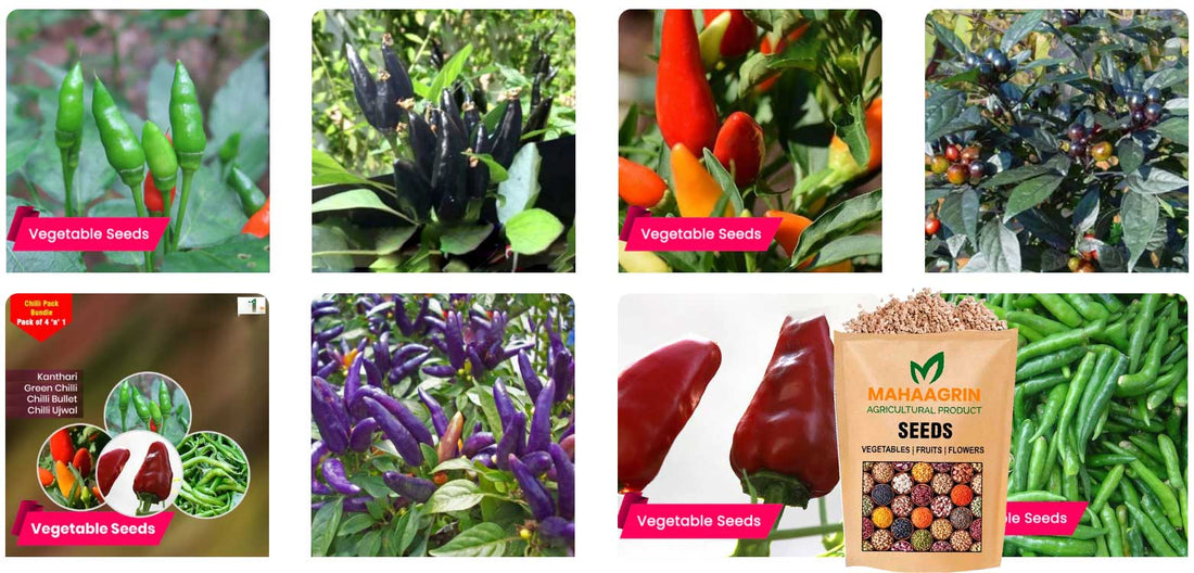 Grow Daily Fresh Green Chillies at Home with High-Yield Green Chilli Seeds – Buy Green Chilli Seeds Online