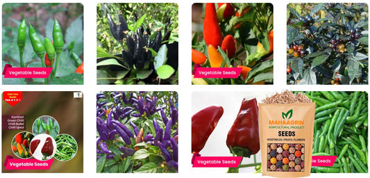 Grow Daily Fresh Green Chillies at Home with High-Yield Green Chilli Seeds – Buy Green Chilli Seeds Online
