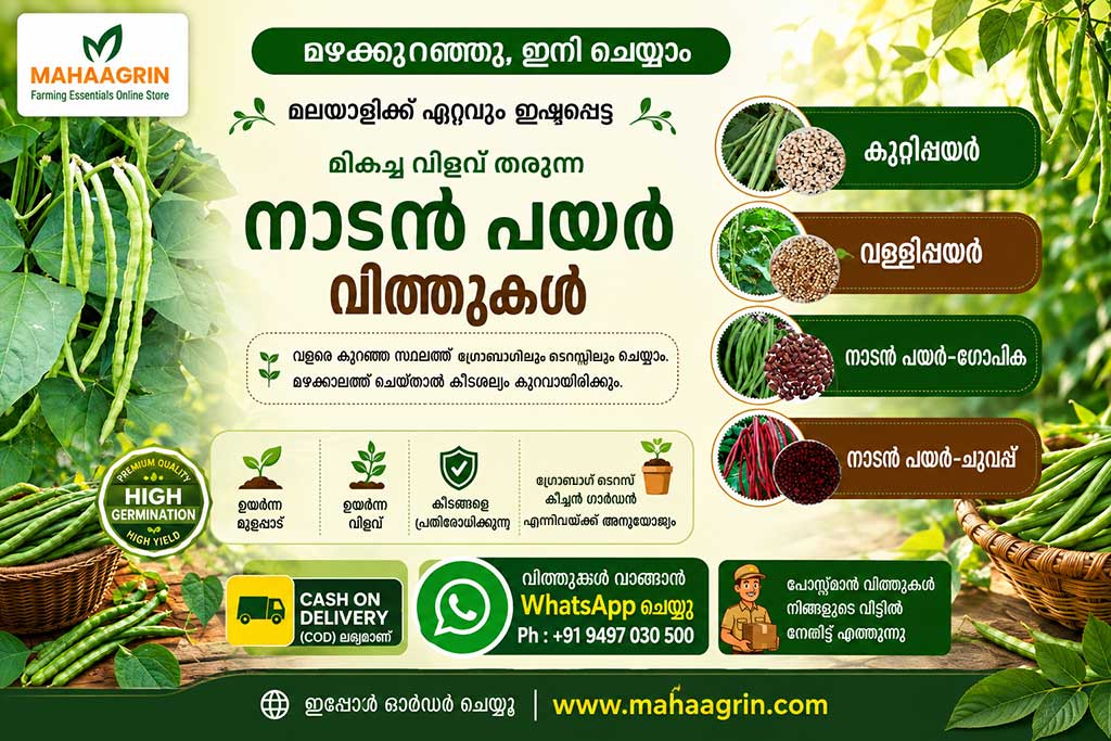 Best Cowpea Seeds for Onam Season Cultivation – Buy Premium Cowpea Seeds Online
