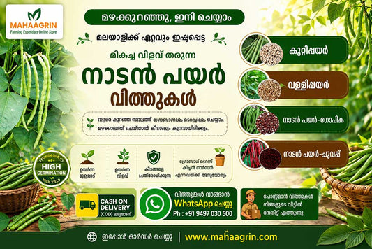 Best Cowpea Seeds for Onam Season Cultivation – Buy Premium Cowpea Seeds Online