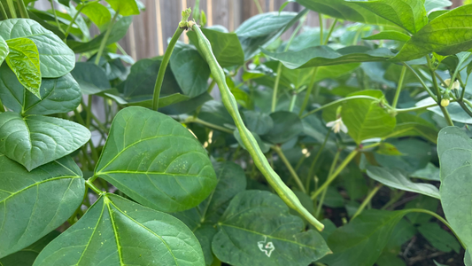 Buy Premium Cow Peas Seeds Online for High Yield Farming at home