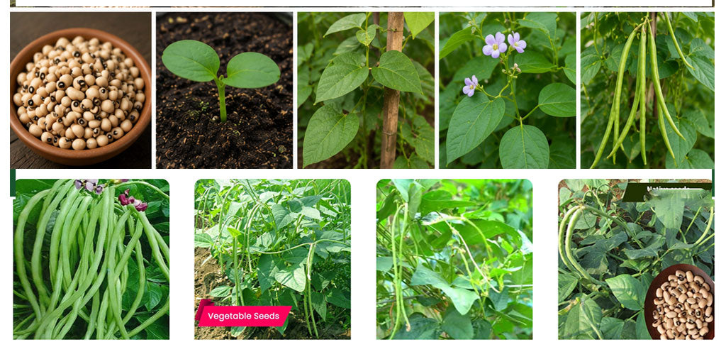 Monsoon is the Best Time to Grow Cowpeas for Onam Harvest – Shop Premium Cowpea Seeds Online