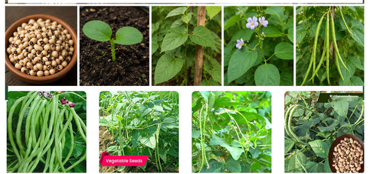 Monsoon is the Best Time to Grow Cowpeas for Onam Harvest – Shop Premium Cowpea Seeds Online