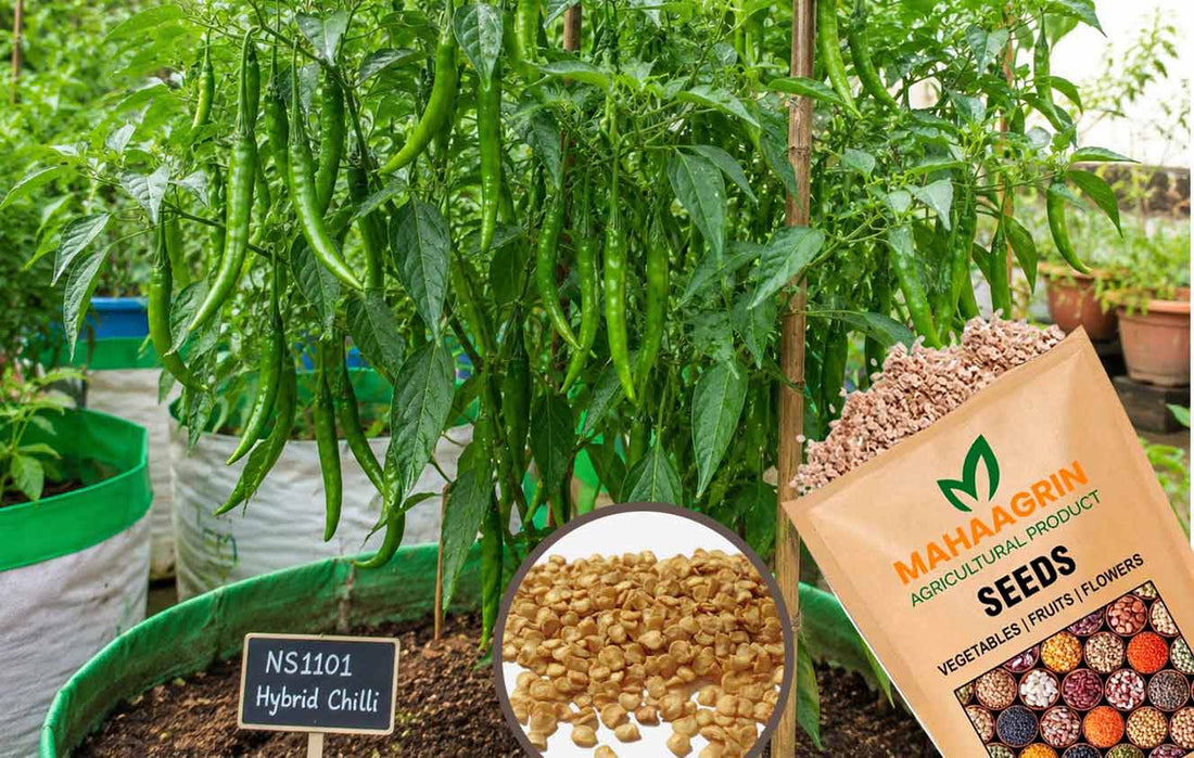 From Seed to Spice: Grow High-Pungency NS 1101 Hybrid Chilli – Buy Quality Seeds with High Germination Online