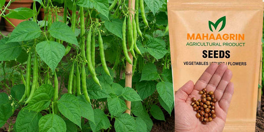 Best Pole Beans Seeds for Home Gardening – Buy Online Today