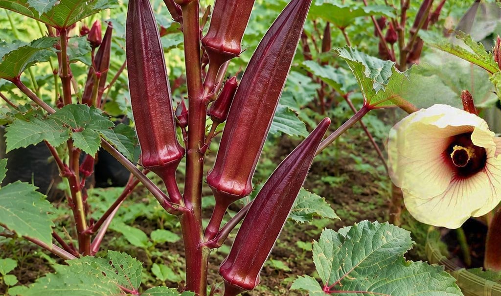 Grow Nutritious Red Ladies Finger (Okra) at Home – Buy Seeds Online