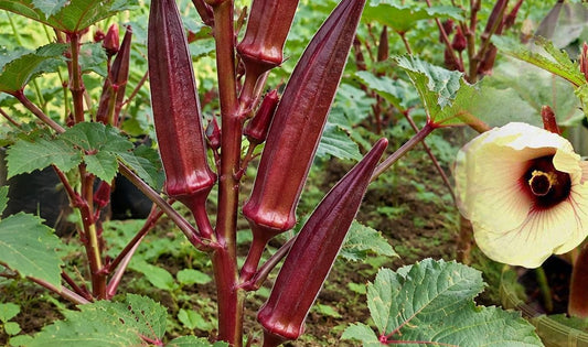 Grow Nutritious Red Ladies Finger (Okra) at Home – Buy Seeds Online