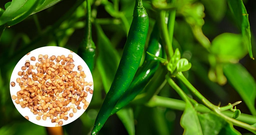 Kanthari Chilli Seed – Buy all varities of Nadan Chilli Seeds Online