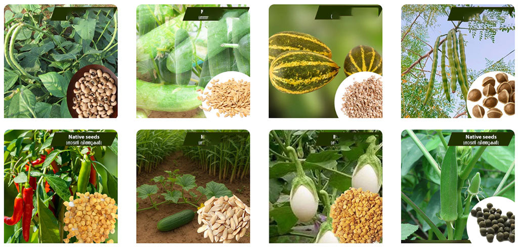 Advantages of Cultivating Vegetables During Rainy Season – Buy Seeds Now