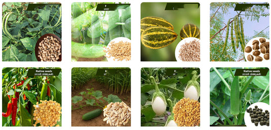 Advantages of Cultivating Vegetables During Rainy Season – Buy Seeds Now