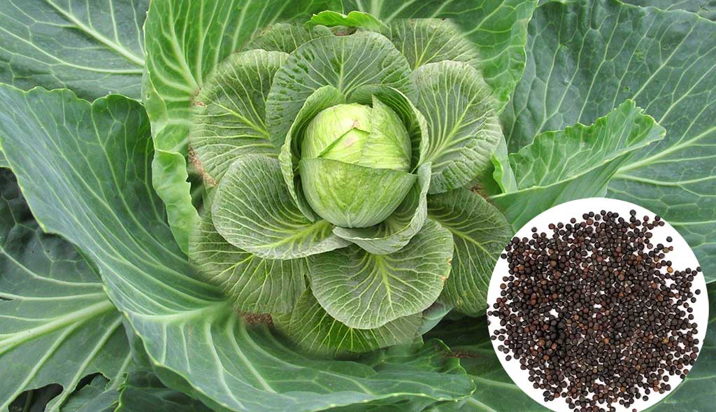 Now Cabbage Can Be Grown Anywhere in Kerala – Buy Cabbage Seeds Online