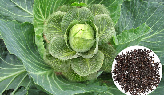 Now Cabbage Can Be Grown Anywhere in Kerala – Buy Cabbage Seeds Online